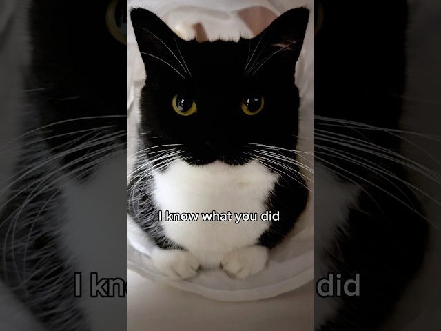 I know what you did… #catsofyoutube #cutecat #uni