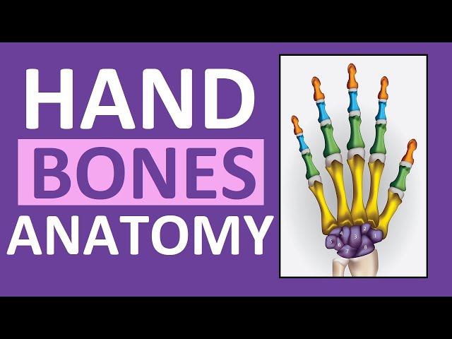 Hand Bones & Wrist Bones (Phalanges, Carpals, Metacarpals): Anatomy and Physiology