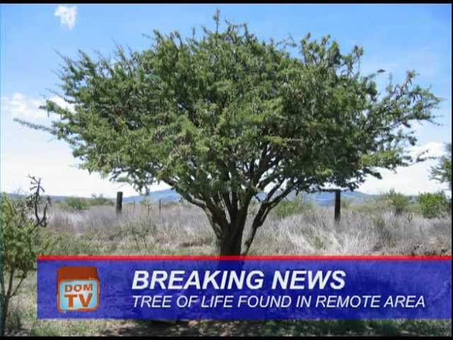 Tree of Life FOUND
