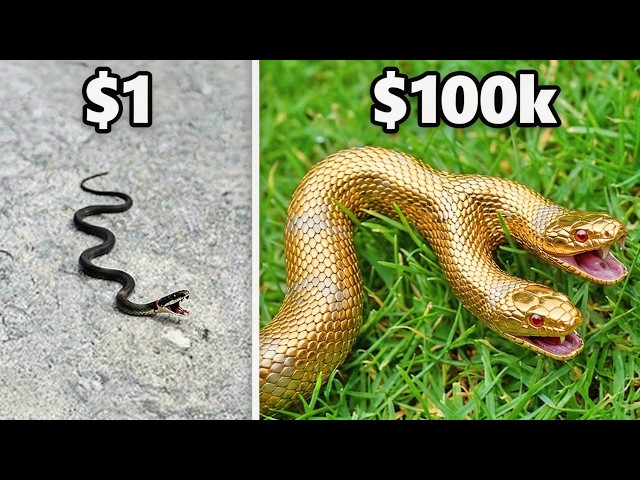 $1 vs $100,000 Snake Comparison!