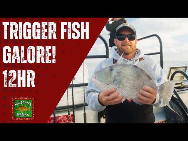 Trigger Fish Popping Off! Offshore Fishing in The Gulf Waters | Hubbards Marina 12hr Extreme