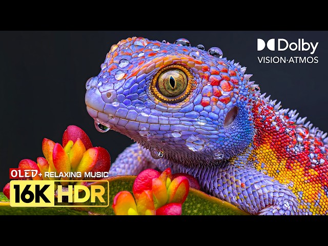 Mastered Ultra Details 16K HDR 240FPS | Dolby Vision OLED HDR TEST (8K/4K Video TV)