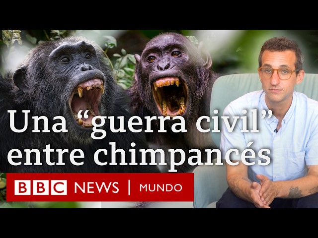 La inédita “guerra civil” entre chimpancés que ayuda a entender el origen de los conflictos humanos