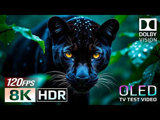 Amazon Jungle in HDR Dolby Vision™ 60fps | OLED Demo Ultra HD Dolby Vision
