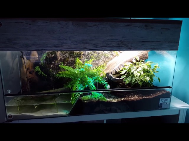 Royal python natural vivarium
