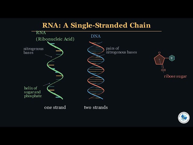 Class 10 Biology Chapter 7 | DNA RNA and Central Dogma