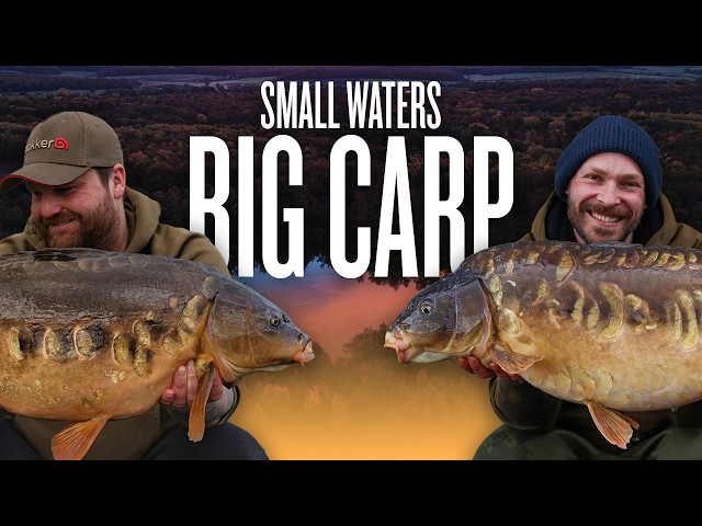 How To Catch Big Carp in Small Waters | Tactics, Tips, Rigs, Bait & Mindset