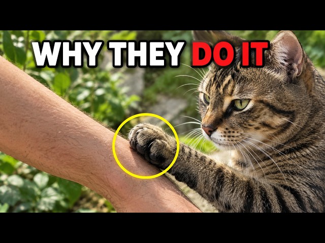 Why Your Cat Touches You With Its Paw (The Real Reason)