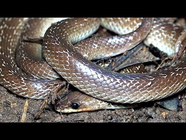 Common Wolf Snake: Singapore Snakes