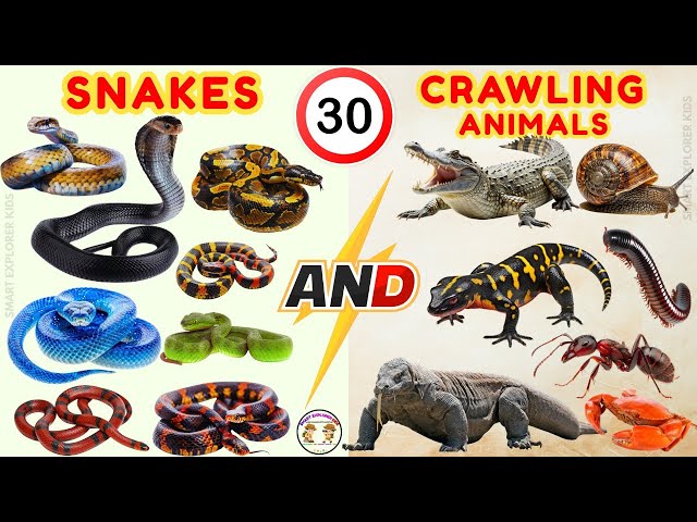 30 Snakes & Crawling Animals 🐍| Reptiles for Kids | Learn Animal Names & Sounds | STEM Fun Learning