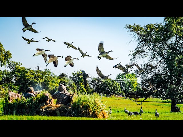 2 DAYS GOOSE HUNTING INDIANA! (FREELANCING OPENING WEEKEND)