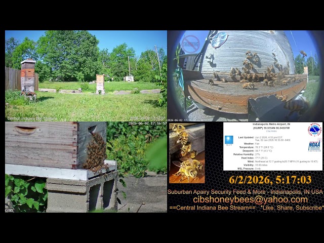 LIVE Back Yard Cam - Weather - Bee Hives - Security Feed - Indianapolis, IN USA