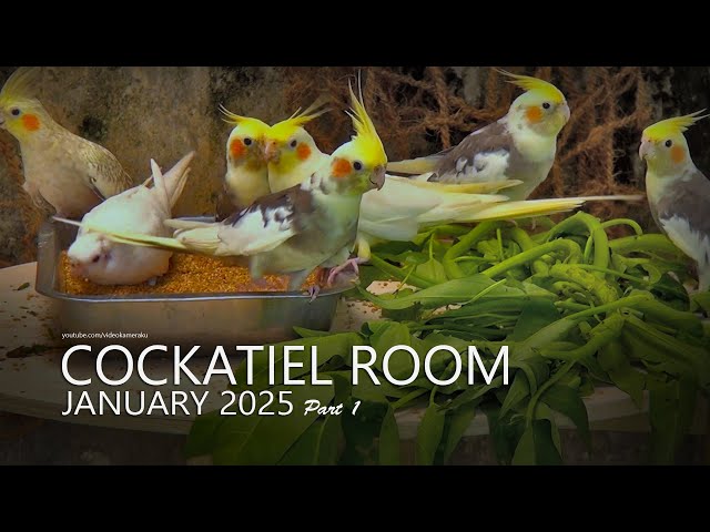 Cockatiel Room: January 2025 - Part 1