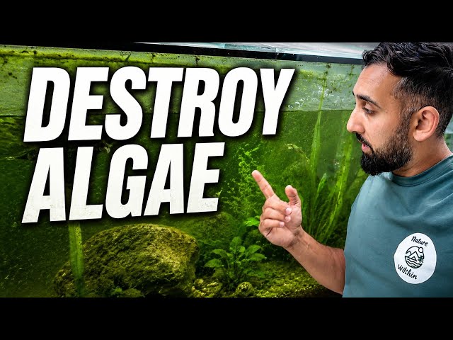 6 Tips to Remove Algae From Your Aquarium