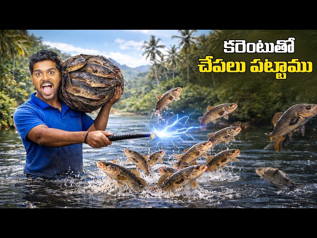 Big Size Snake Head Fish Hunting in Pond 🐟🐟 చేతులతో 50 కిలోల చేపలు పట్టినం 🔥🔥 Telugu Experiments