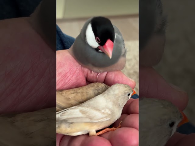 2025.12.16最後の最後に魔が差す文鳥 The Java Sparrow is tempted at the last moment ＃Shorts