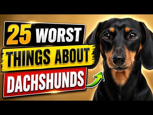 25 Worst Things About Dachshunds (No One Warns You About These!)