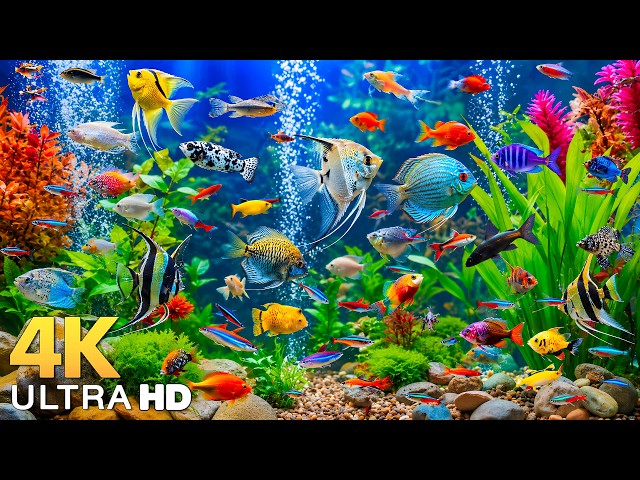 DREAM AQUARIUM 4K - Marine Life, Sea Animals and Coral Reef - Beautiful Relaxing Music for Sleep #25