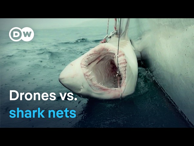 High-tech shark deterrence - Australia's new strategy for safe beaches | DW Documentary