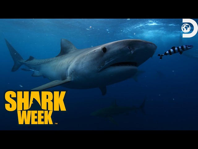 The Greatest Great White Sharks! | Shark Week | Discovery