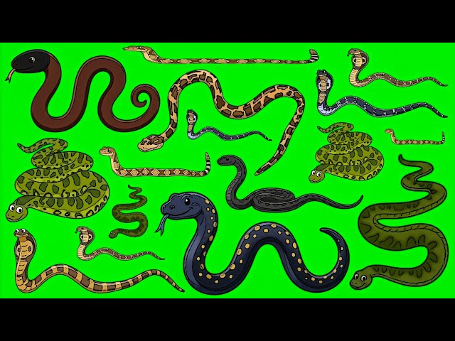 Snakes‼️