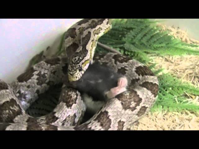 Feeding Video!
