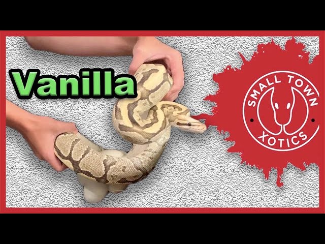 Super Vanilla Ball Python Eggs | STX-21-09