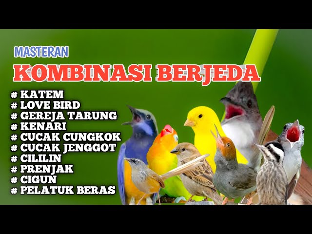 MASTERAN BURUNG KOMBINASI BERJEDA | Katem, Love Bird, Kenari, Gereja,Cucak Jenggot, Prenjak, Dll