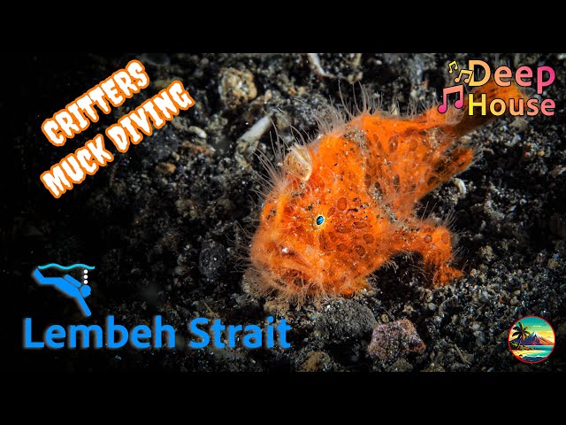 There is no other dive location like this ! – The Lembeh Strait - Deep House