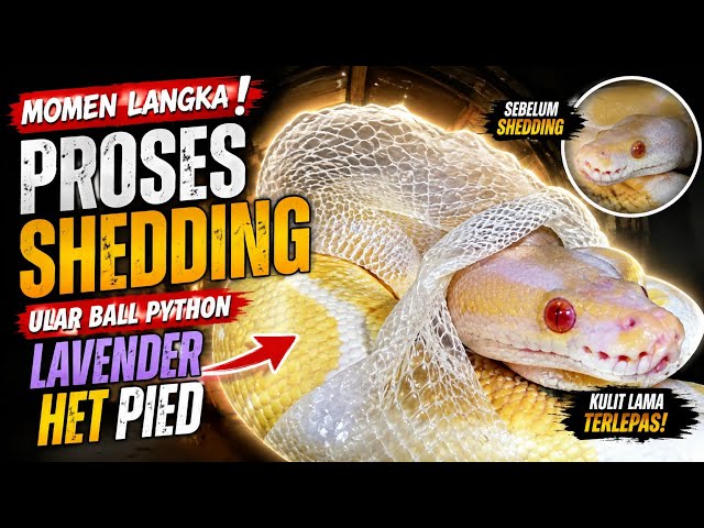 This Lavender Ball Python is Shedding and Revealing Beautiful New Colors
