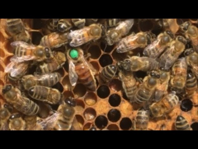 Long Live The Queen  - How bees make a new queen bee.