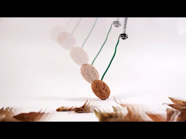 A Nuts and Walnuts STOP MOTION Animation loop [ BTS stop motion animation ]