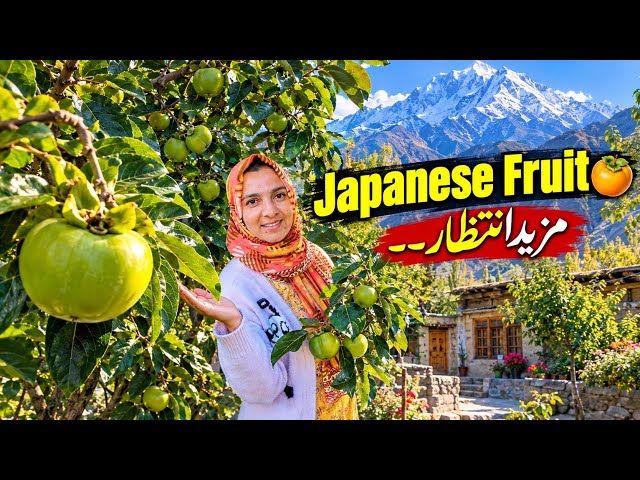 Our Japanese Fruit Is Finally Growing! ✅🍊 | Home Garden Update | Village Life Vlog| Gilgit 😍