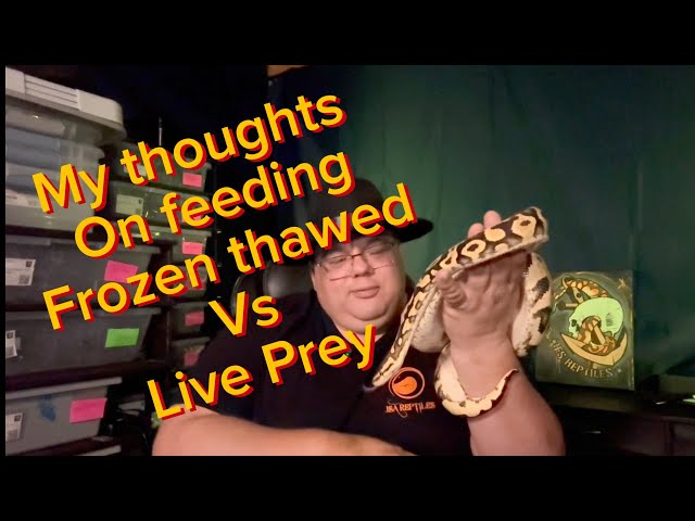 My Thoughts On Feeding Frozen Thawed VS Live Prey