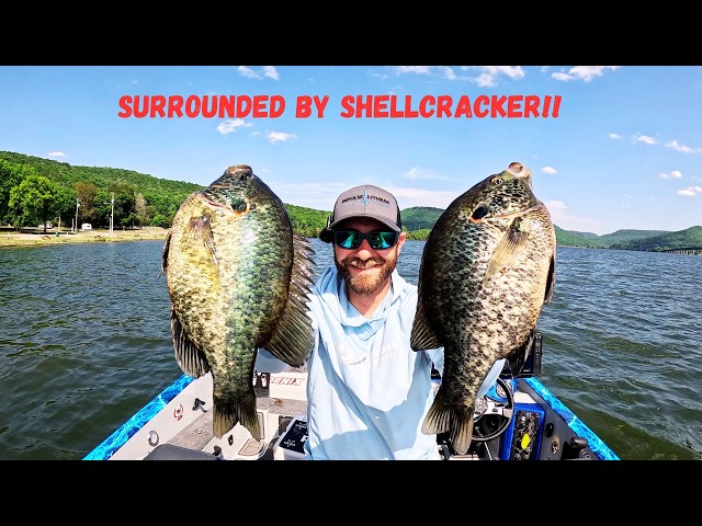 These SHELLCRACKER Were ALL Around My BOAT! EPIC DAY!!!