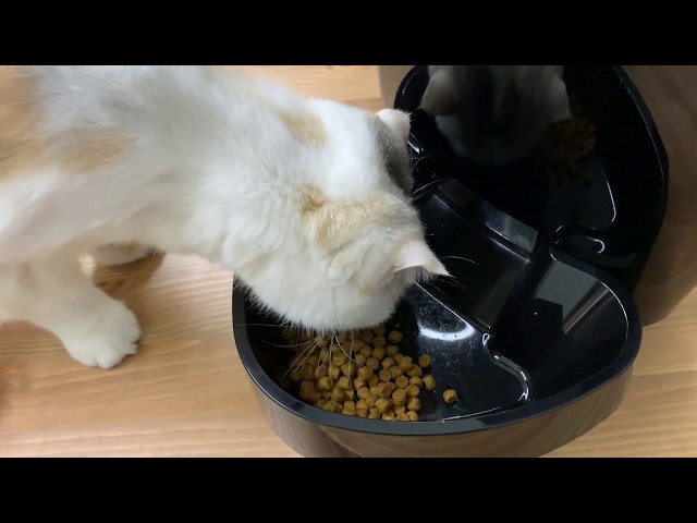 Mowd 開箱去 | Petsfun 寵物自動餵食器