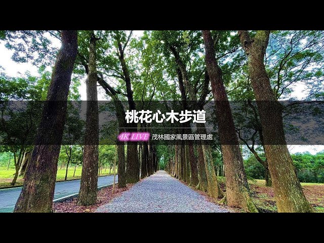 【茂林國家風景區4K直播】－ 桃花心木步道 4K Live Maolin-nsa