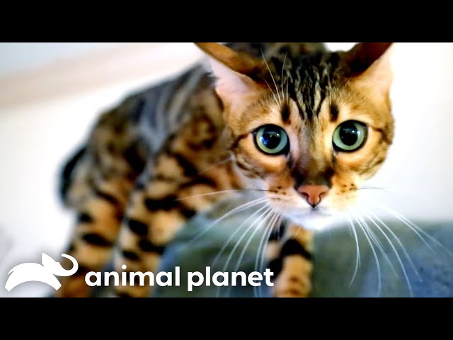 Bengal Cat Won't Stop Attacking Owner! | My Cat From Hell | Animal Planet