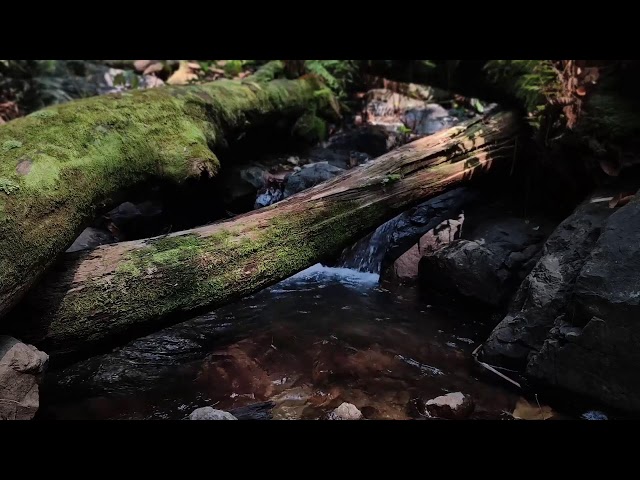 Relaxing Piano Music – Healing Vibes & River Flow for Stress Relief and Meditation