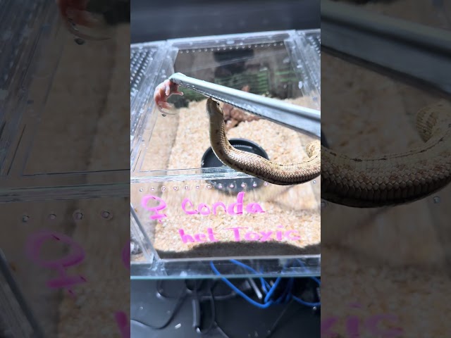 Tiny Snake, Big Appetite! 😂 | #hognose #snakes