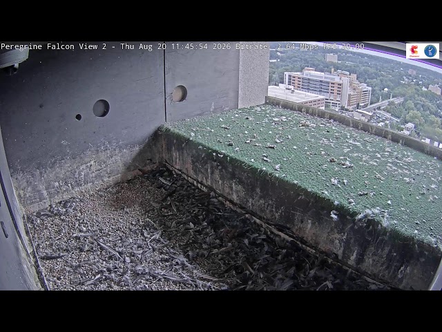 Wilmington Delaware - Peregrine Falcon #2