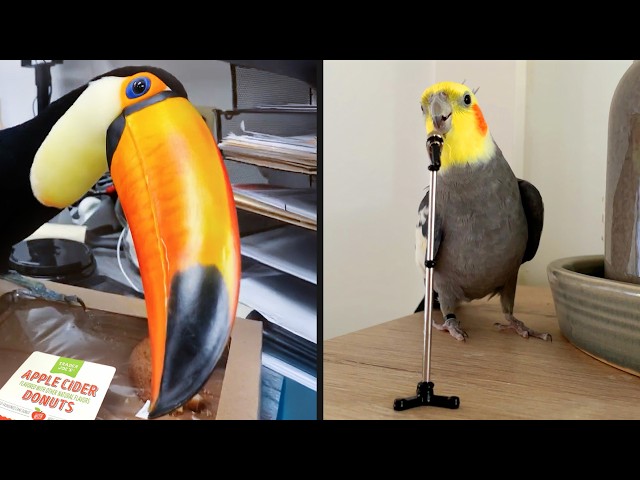 Best Bird Videos On The Internet