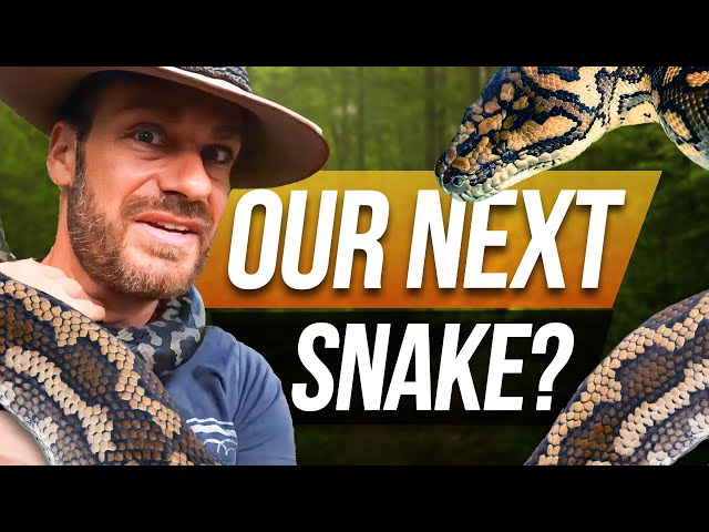 We NEED another SNAKE!