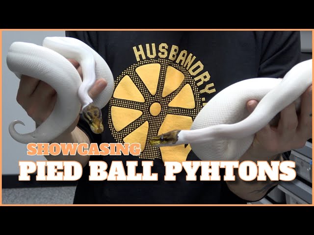 Showcasing Different Combos In Pied Ball Pythons | Showcase Saturdays