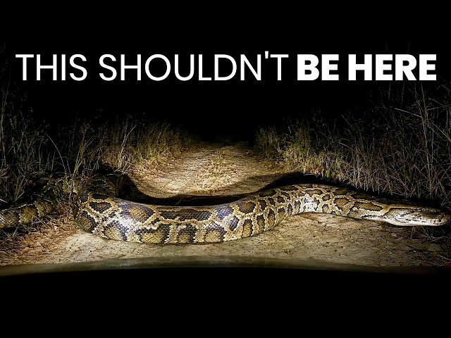 Something Is Making Florida's Pythons Grow Out of Control — And No One Can Explain Why