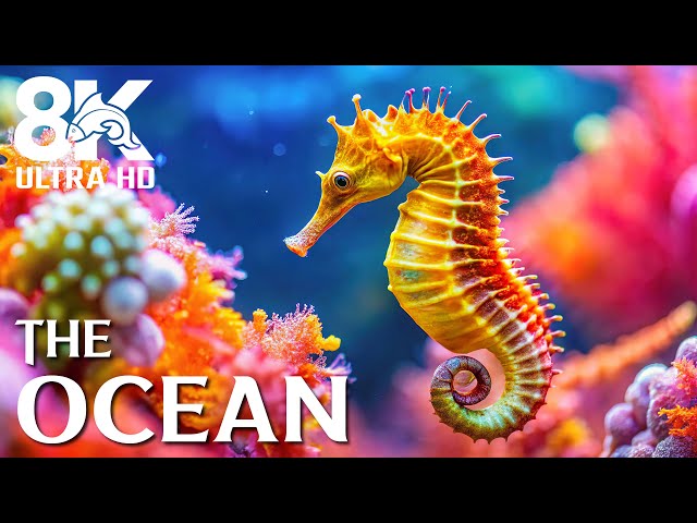 Under Red Sea 8K 🐢 Beautiful Underwater World - Tropical Fish, Coral Reefs, Jellyfish Aquarium