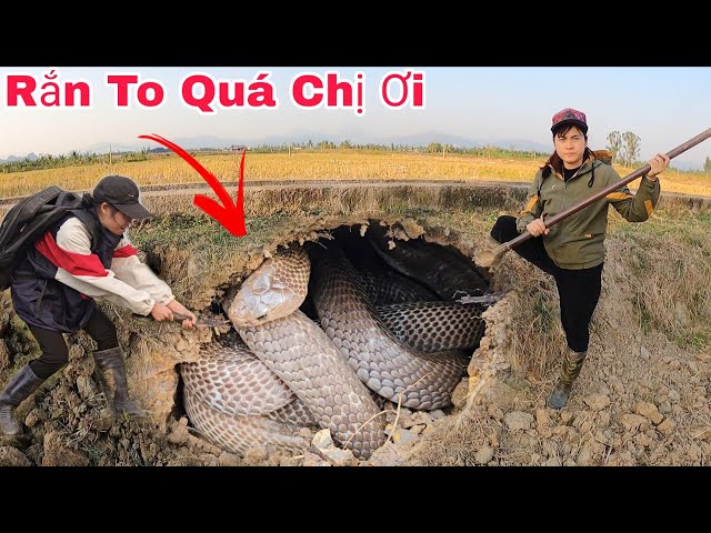 Cô Gái Dũng Cảm Vây Bắt 1 Con Rắn Hổ Mang Chúa Khổng Lồ Ngoài Cánh Đồng