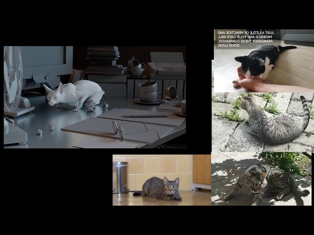 cat reference footage