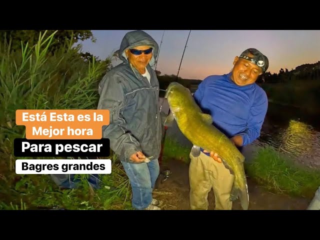 What is the best time to fish for catfish? This is the best time.