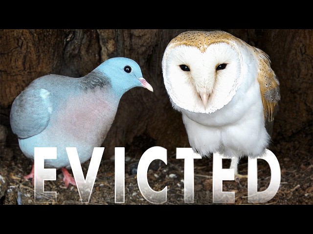 Barn Owls Reclaim Nest in Barn Owl Victory Over Stock Dove | Tappy & Sparkle | Robert E Fuller